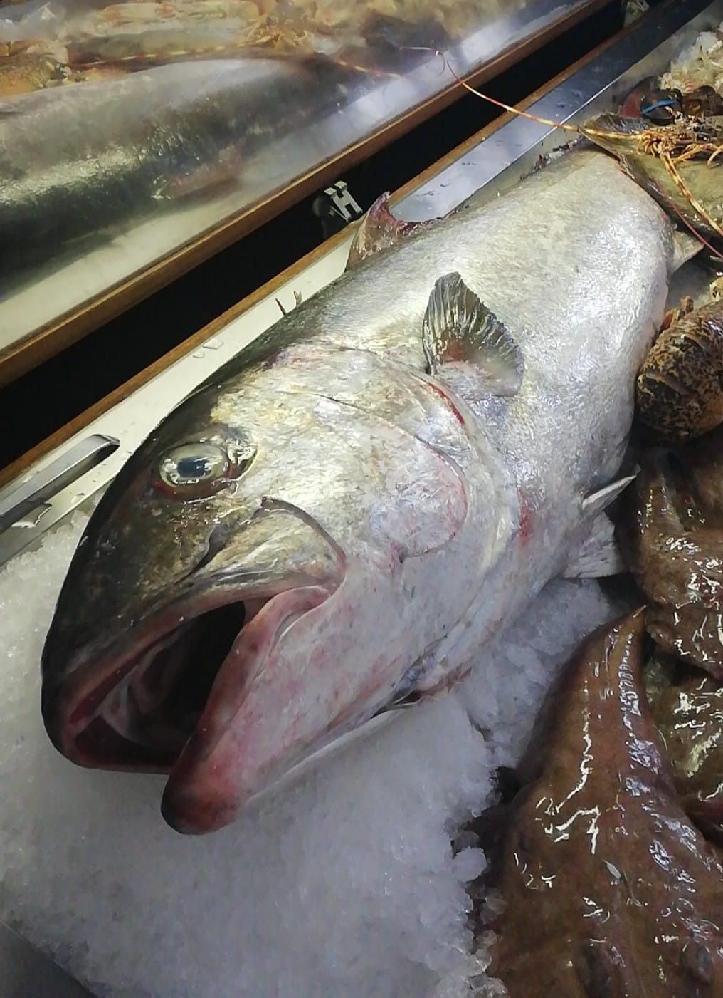 pesce fresco