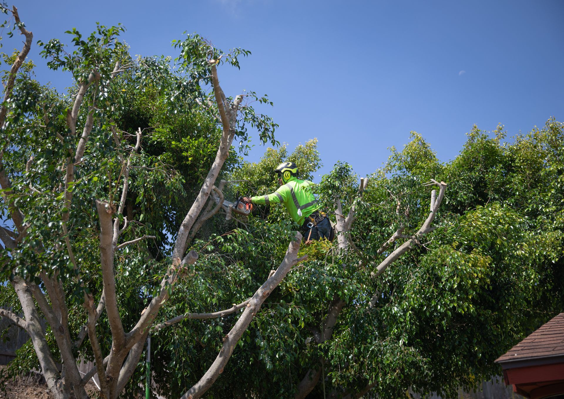 Person in green shirt high in a leafy tree under a blue sky
