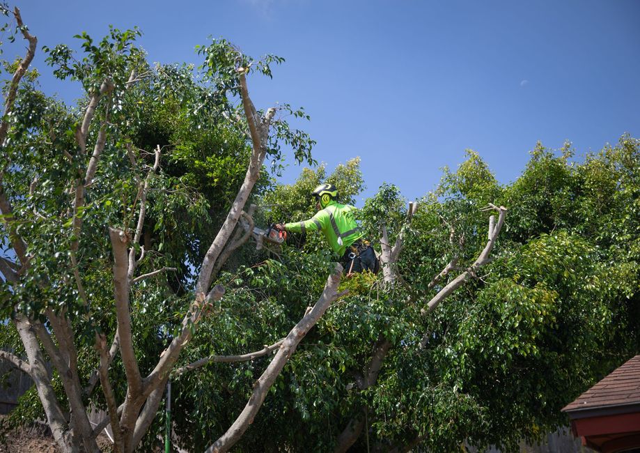 Person in green shirt high in a leafy tree under a blue sky