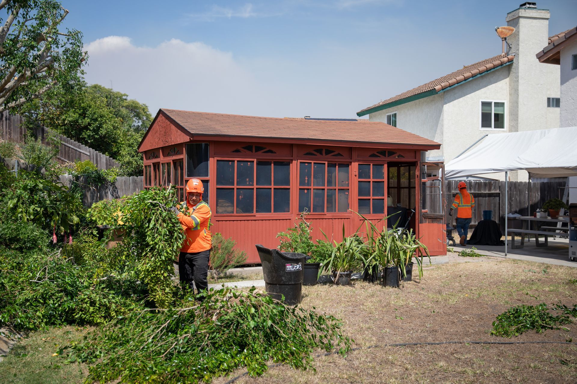 Person in orange shirt gardening beside a red shed in a backyard.
