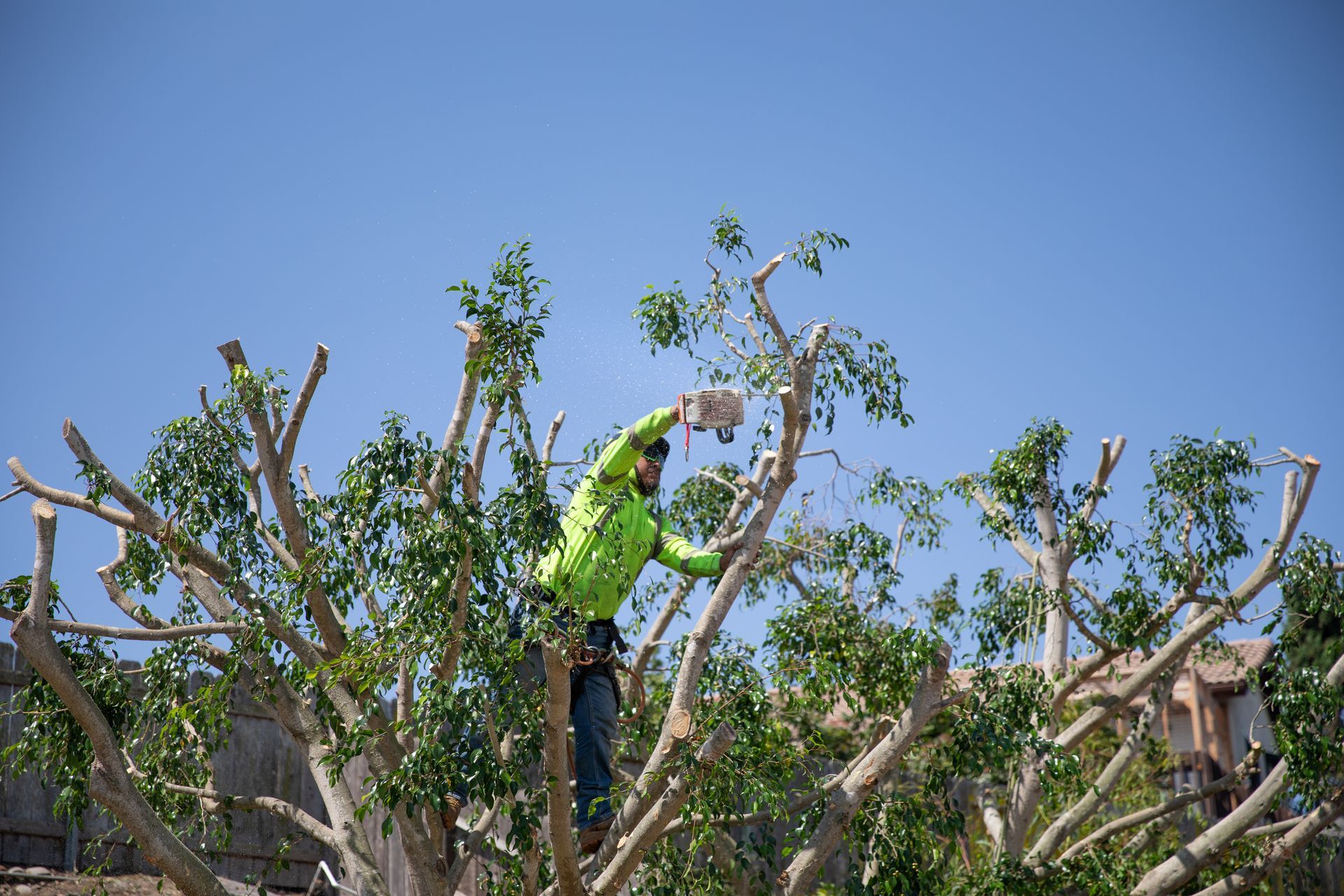 Person in a green shirt pruning tree branches against a clear blue sky.
