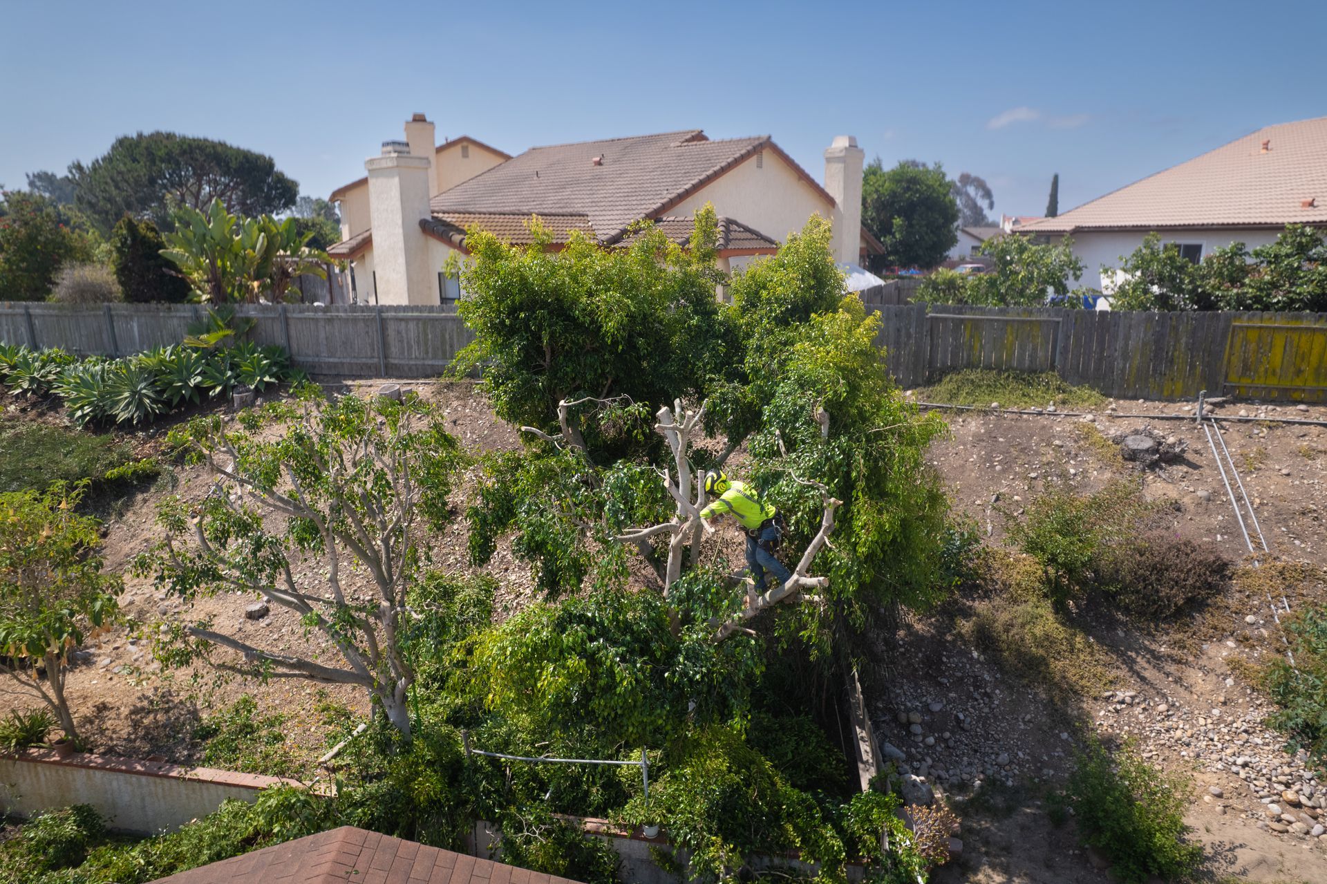 Overgrown backyard hillside with shrubs and trees in front of suburban houses