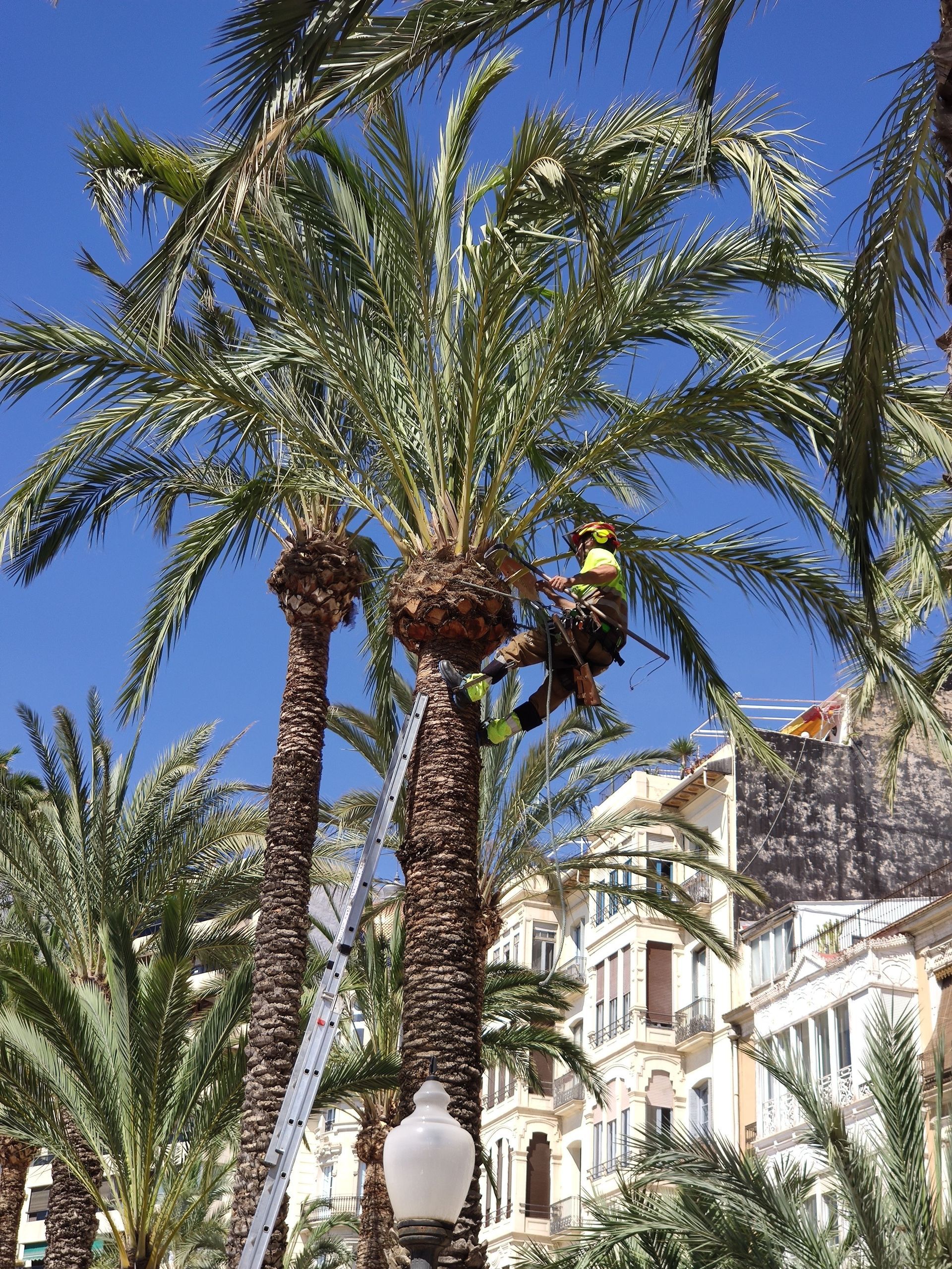 Tall palm trees in front of a white building under a bright blue sky.