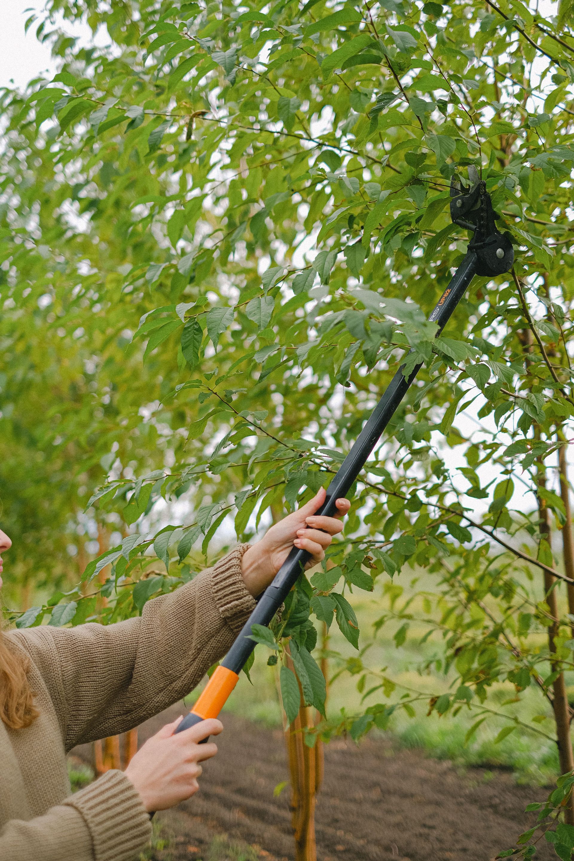 Person using a pole pruner to trim a tree in a garden