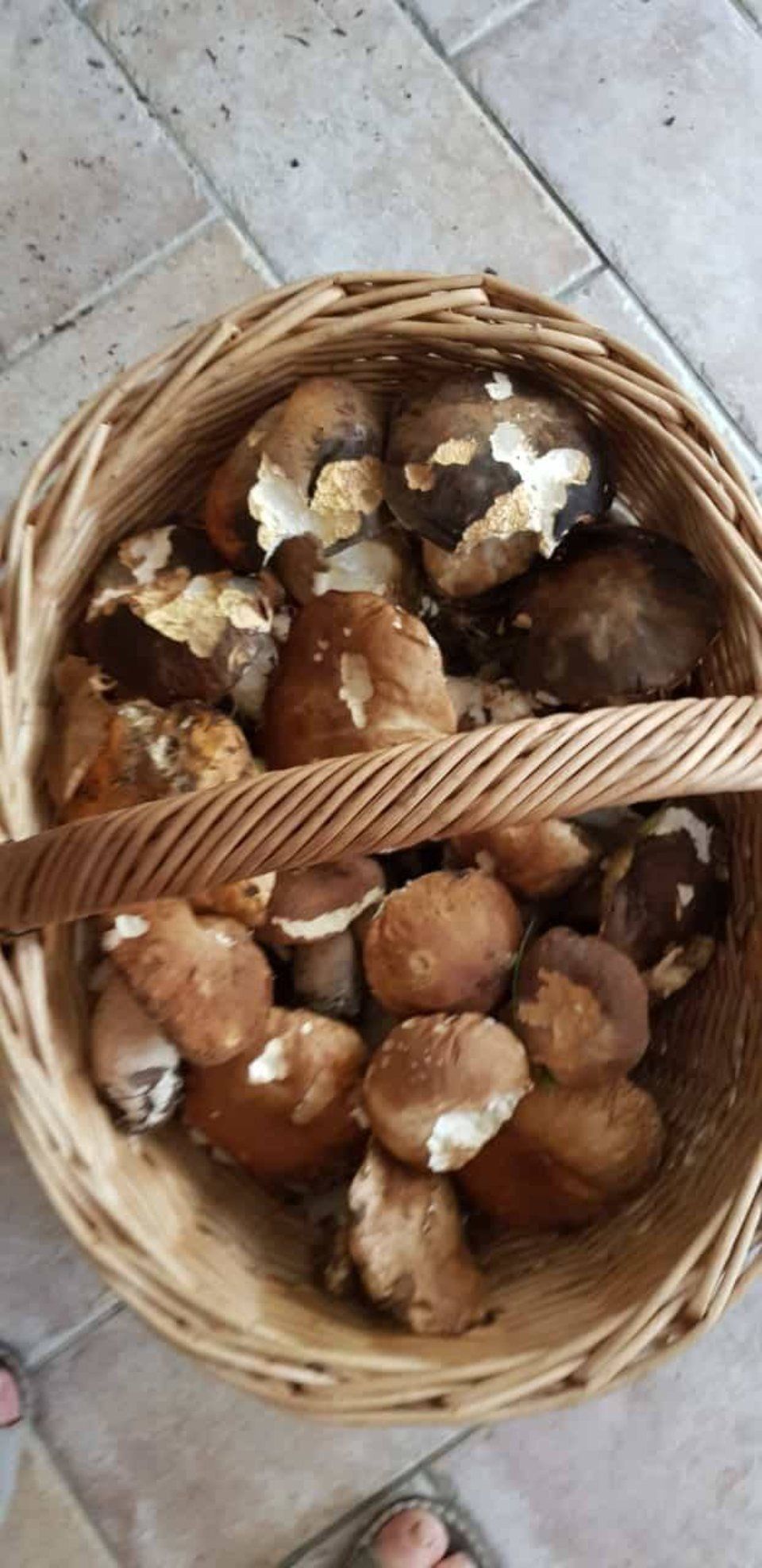 funghi in cesto