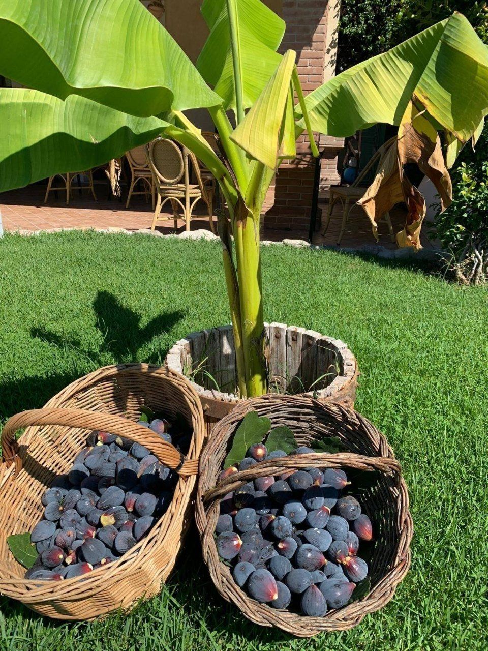 fichi appena colti