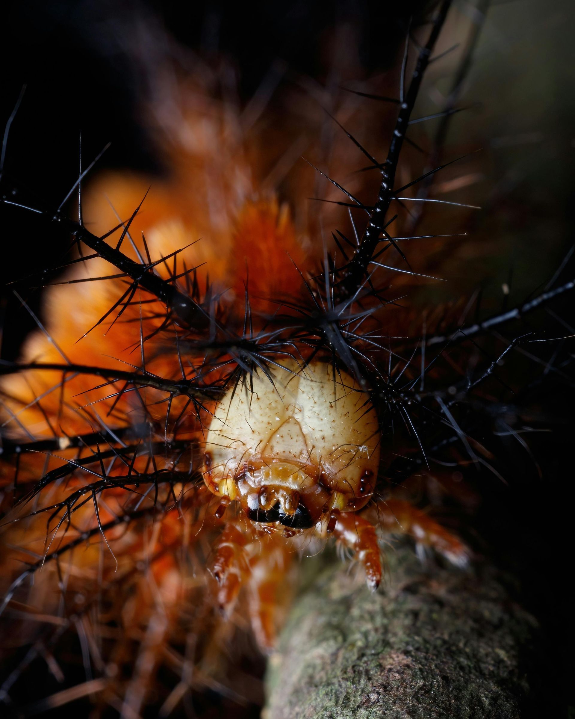 A close-up, front-facing view of a hairy orange caterpillar with black, branched spines crawling on a branch.