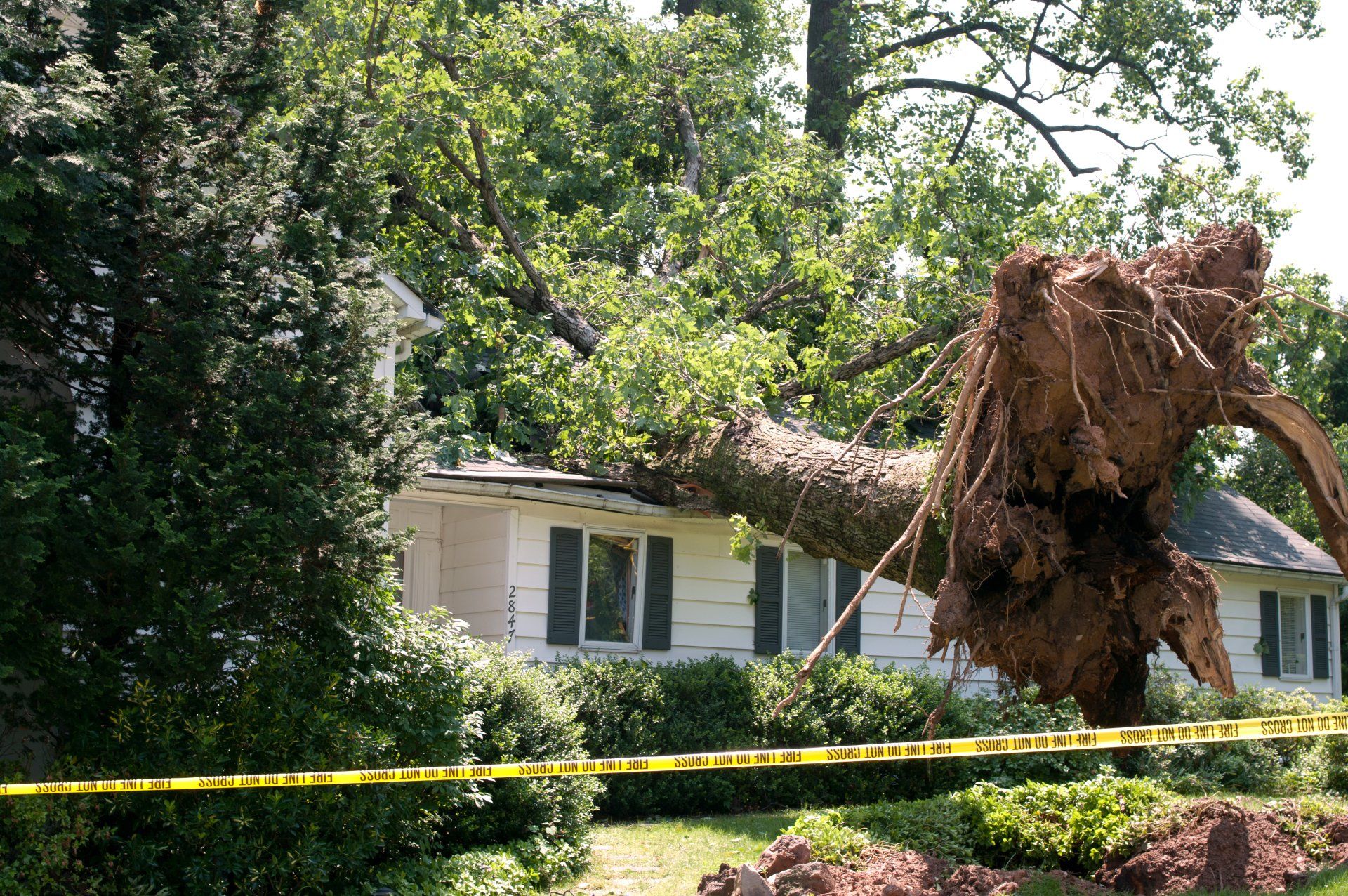 Tree Removal Oxford MI