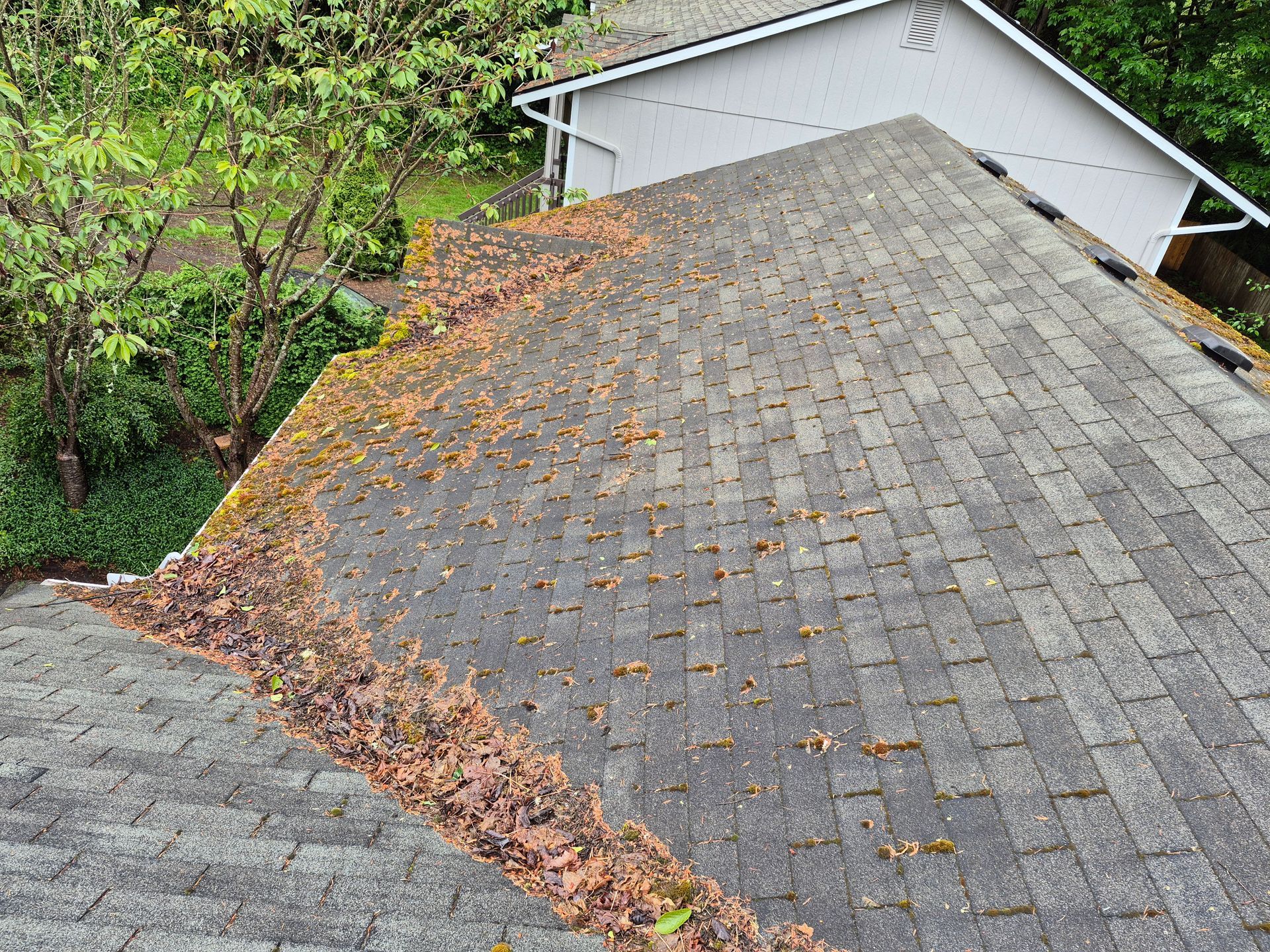 Roof covered with gray shingles and scattered leaves, viewed beside a white house and green trees.