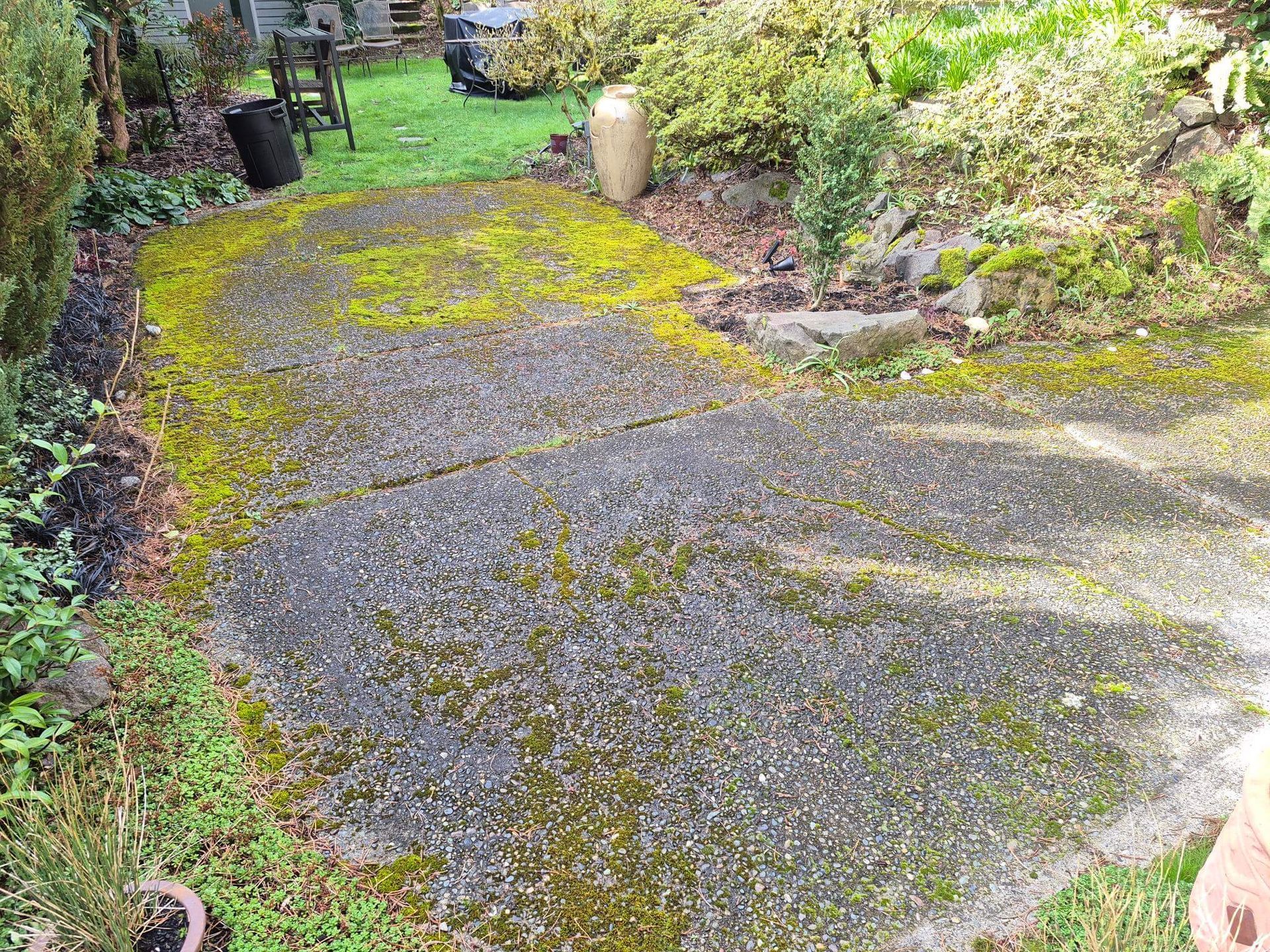 Mossy gravel path in a garden, bordered by plants and shrubs.