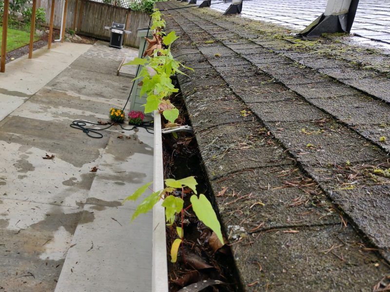 Leaning sapling growing along a narrow gutter beside a wet rooftop and concrete patio.