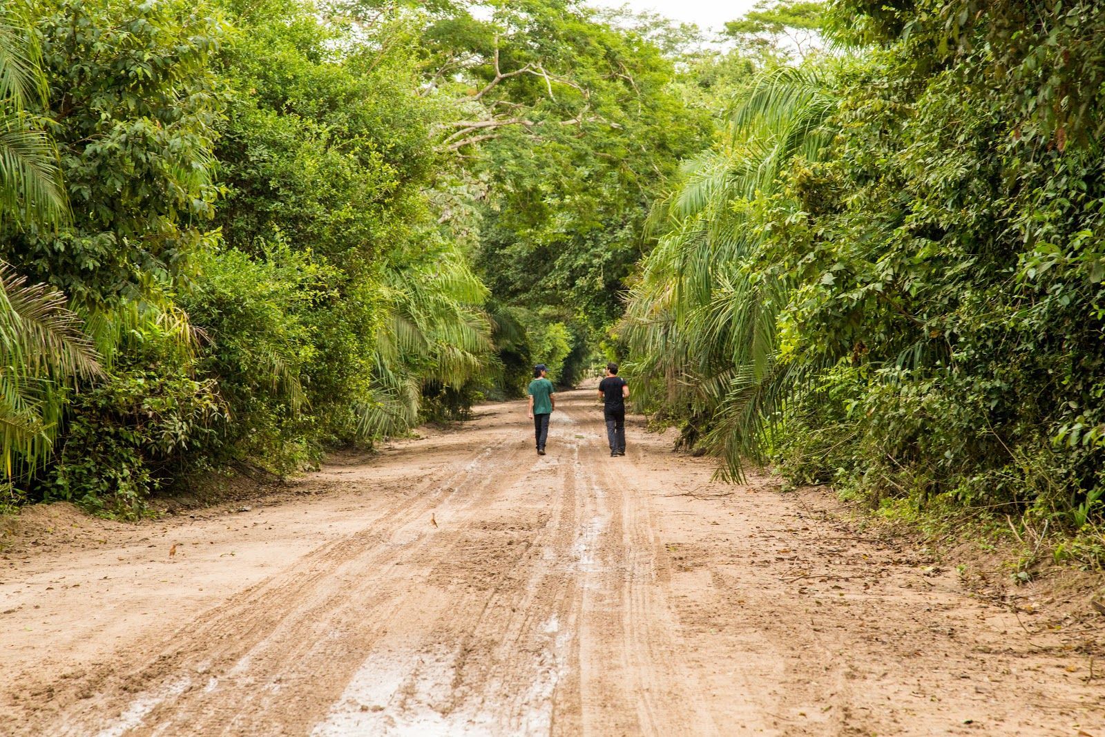 Duas pessoas estão caminhando por uma estrada de terra cercada por árvores.