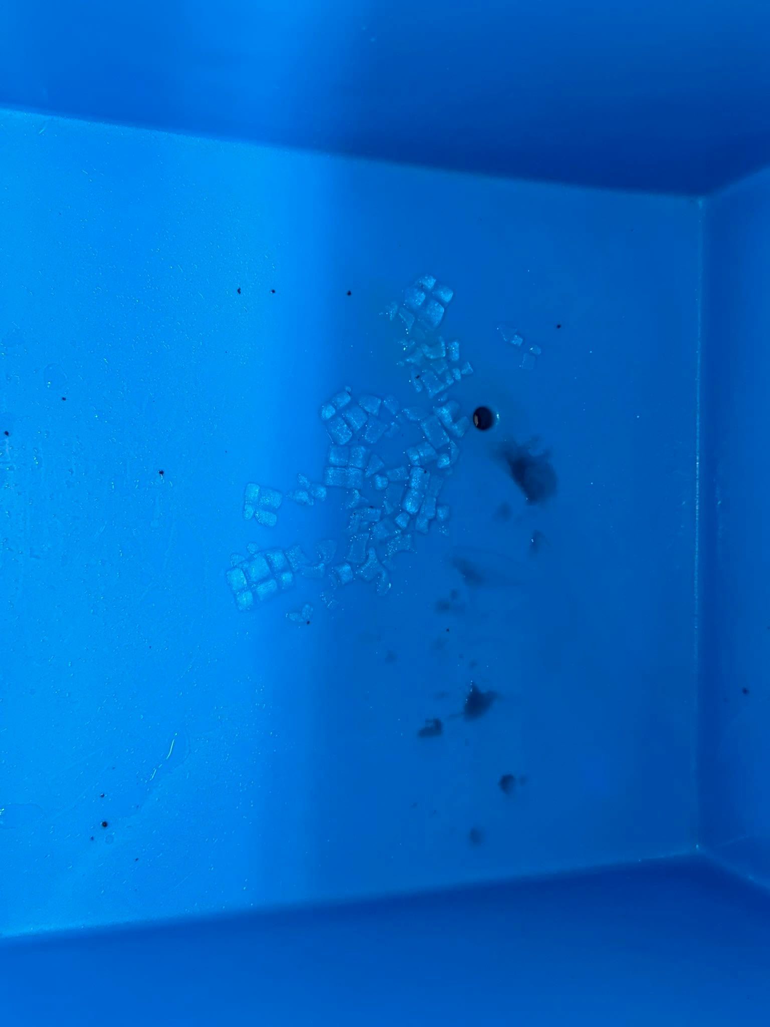 Blue plastic bin with a small cluster of clear and dark debris in one corner.