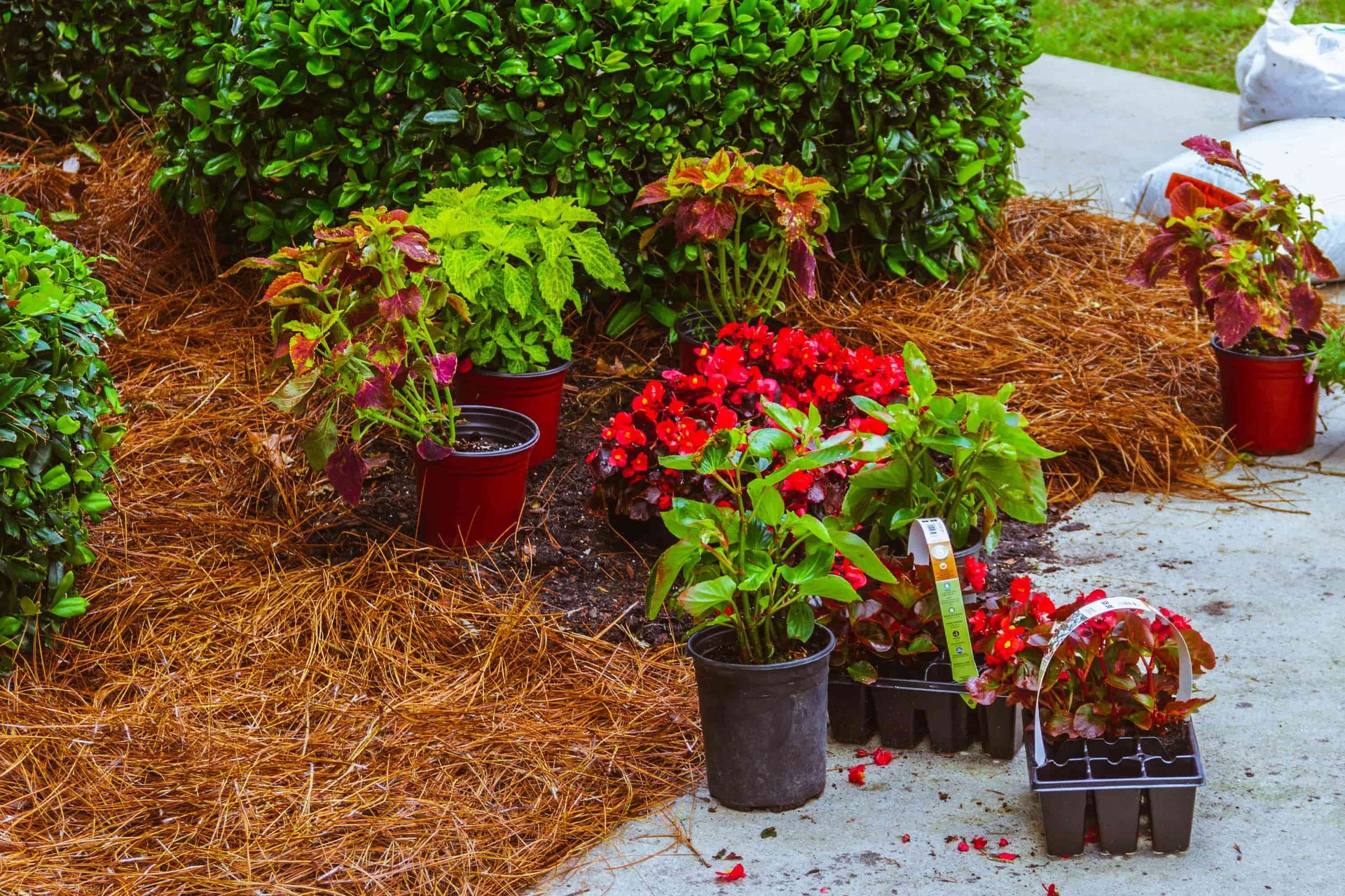 Flower bed with red and green plants in black and red pots, mulched with pine straw.