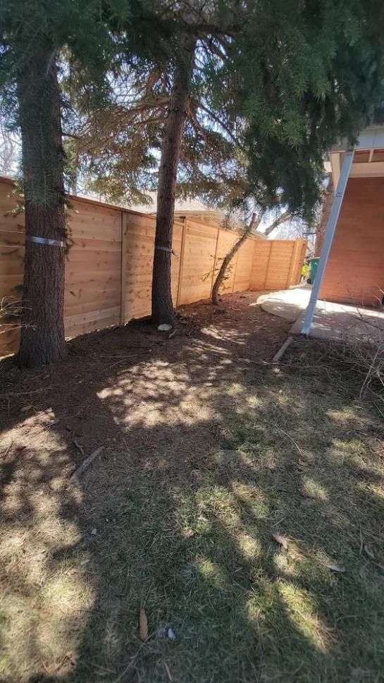 Wooden fence between trees in a yard with some grass and debris.