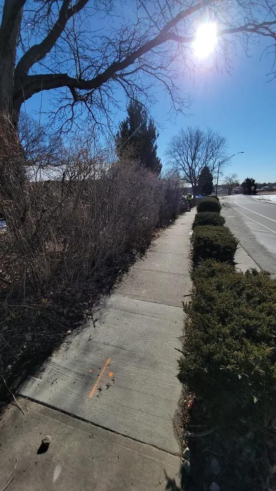 Sidewalk lined with bushes and leafless trees under a bright sun.