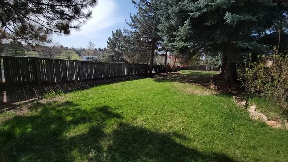Green lawn next to a weathered wooden fence, trees in the background under a blue sky.