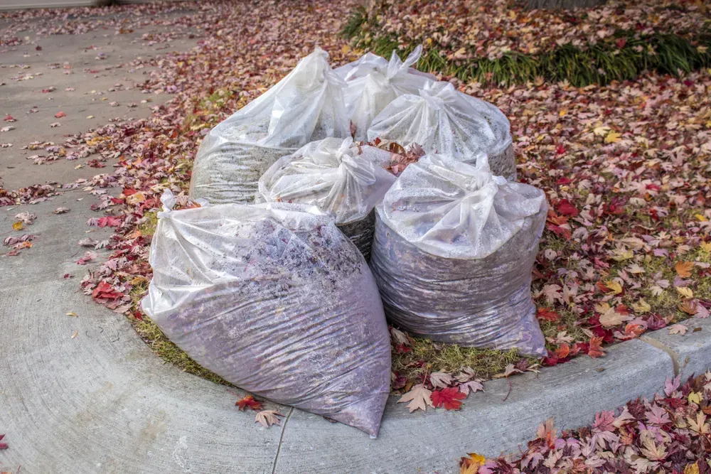 Bags of leaves on a curb next to scattered fallen leaves in shades of red, yellow, and brown.