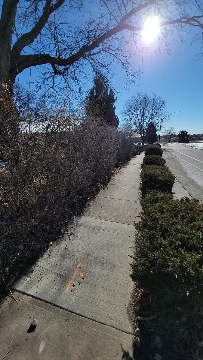 Sidewalk next to trimmed bushes and bare trees, bright sun in a blue sky.