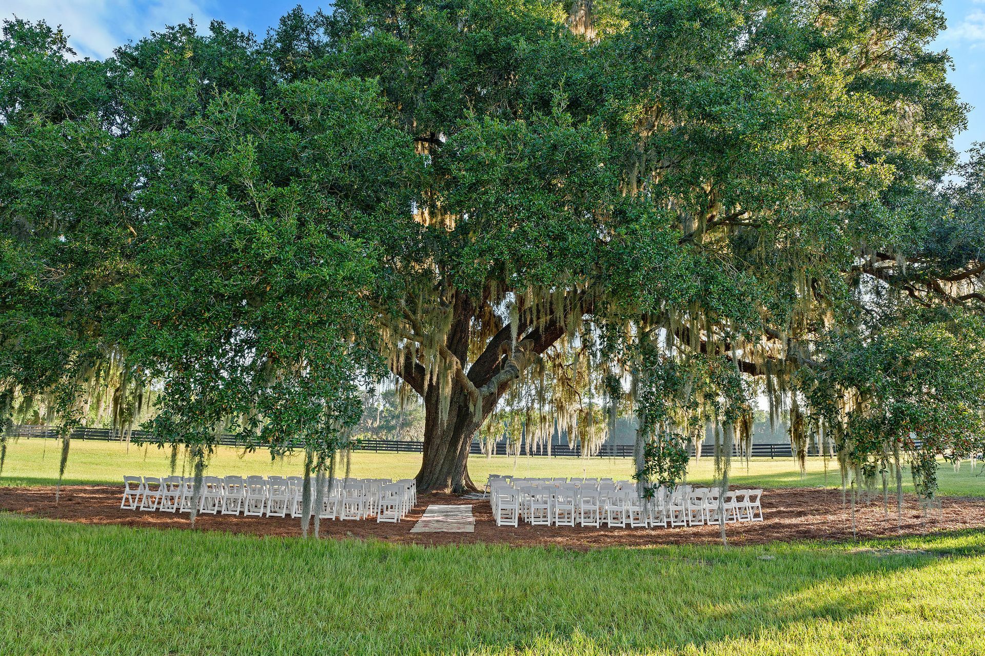A large tree in a grassy field with spanish moss hanging from it.