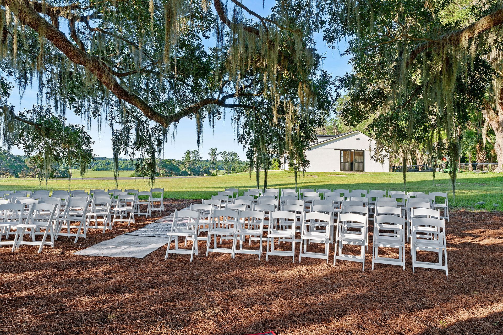 A row of white chairs are lined up under a tree.