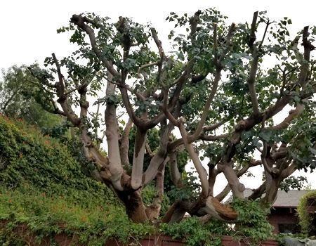 Tree with thick, multi-branched trunk and sparse green foliage, pruned severely. A hedge runs along its base.