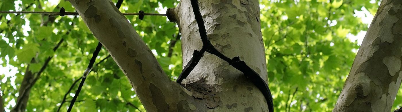 Tree branches and leaves, with a dark, twig-like vine wrapped around a tree trunk.