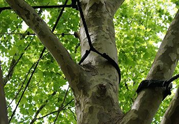 Tree with multiple branches, secured with black straps against a backdrop of green leaves.