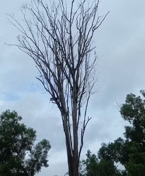 Tall tree with bare branches against a cloudy sky, surrounded by green trees.
