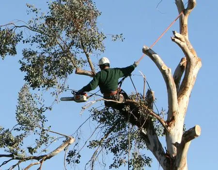 Arborist trimming a tall tree high above the ground under a clear blue sky