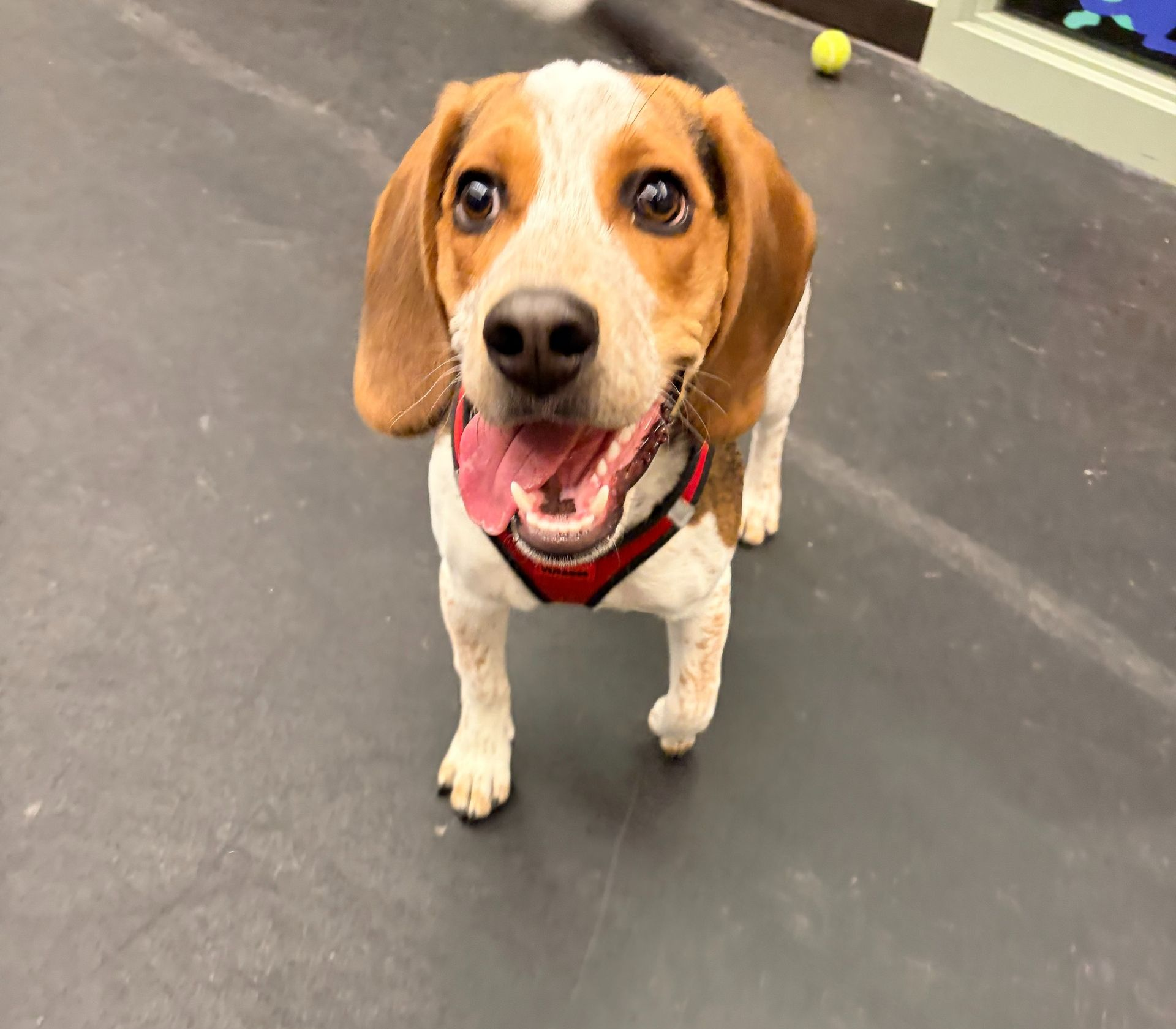 A happy beagle wearing a red harness standing on a gray floor with a small ball in the background.