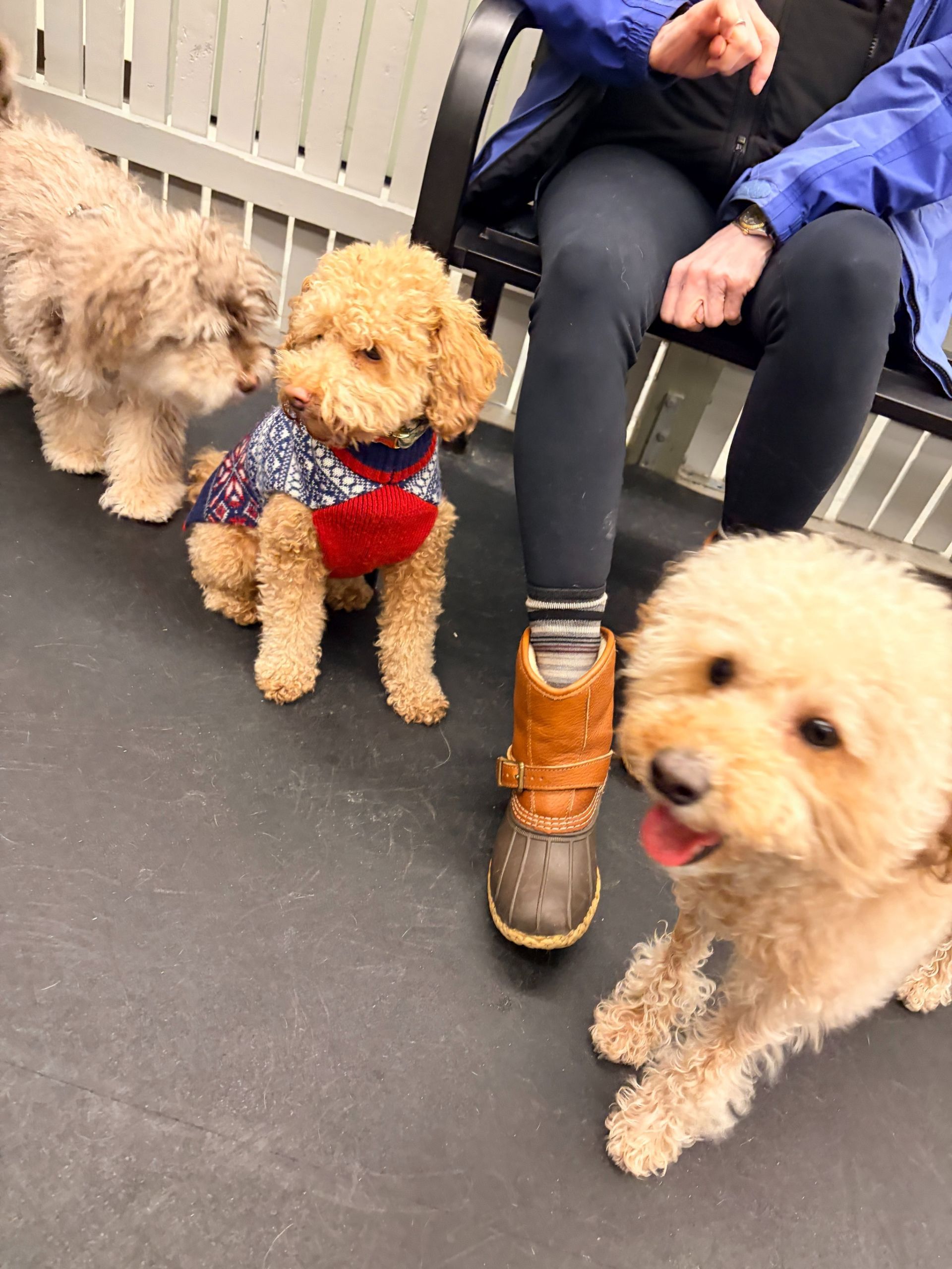 Three light-colored doodle dogs gather around a person's legs while sitting on a black floor.