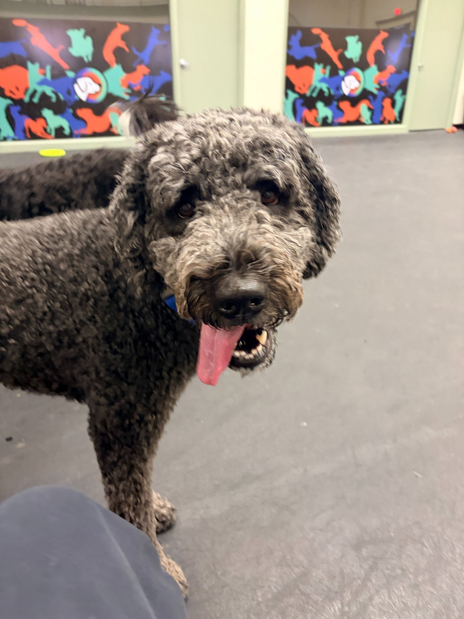 A curly-haired, gray and black dog with its tongue out stands in an indoor play area with colorful animal wall art.