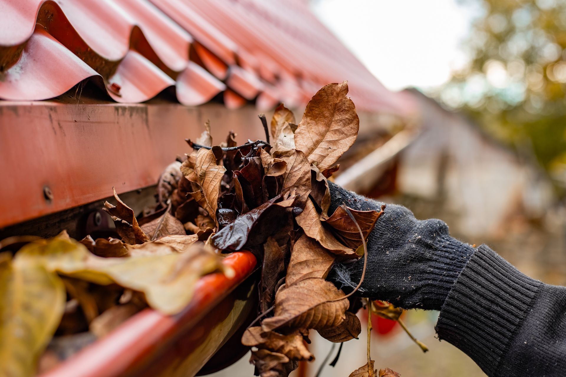 Gloved hand cleaning a gutter filled with brown autumn leaves near a red roof.