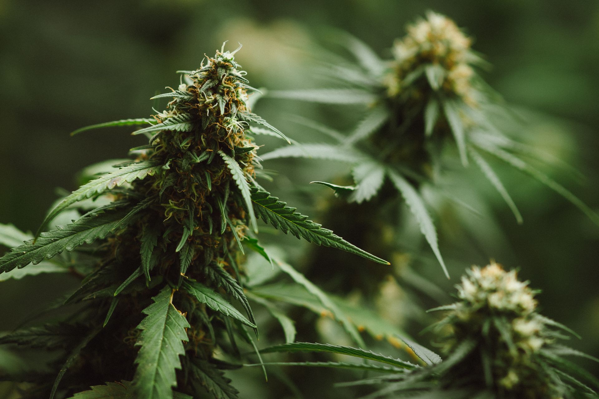 Cannabis plants with green buds in a close-up indoor grow scene