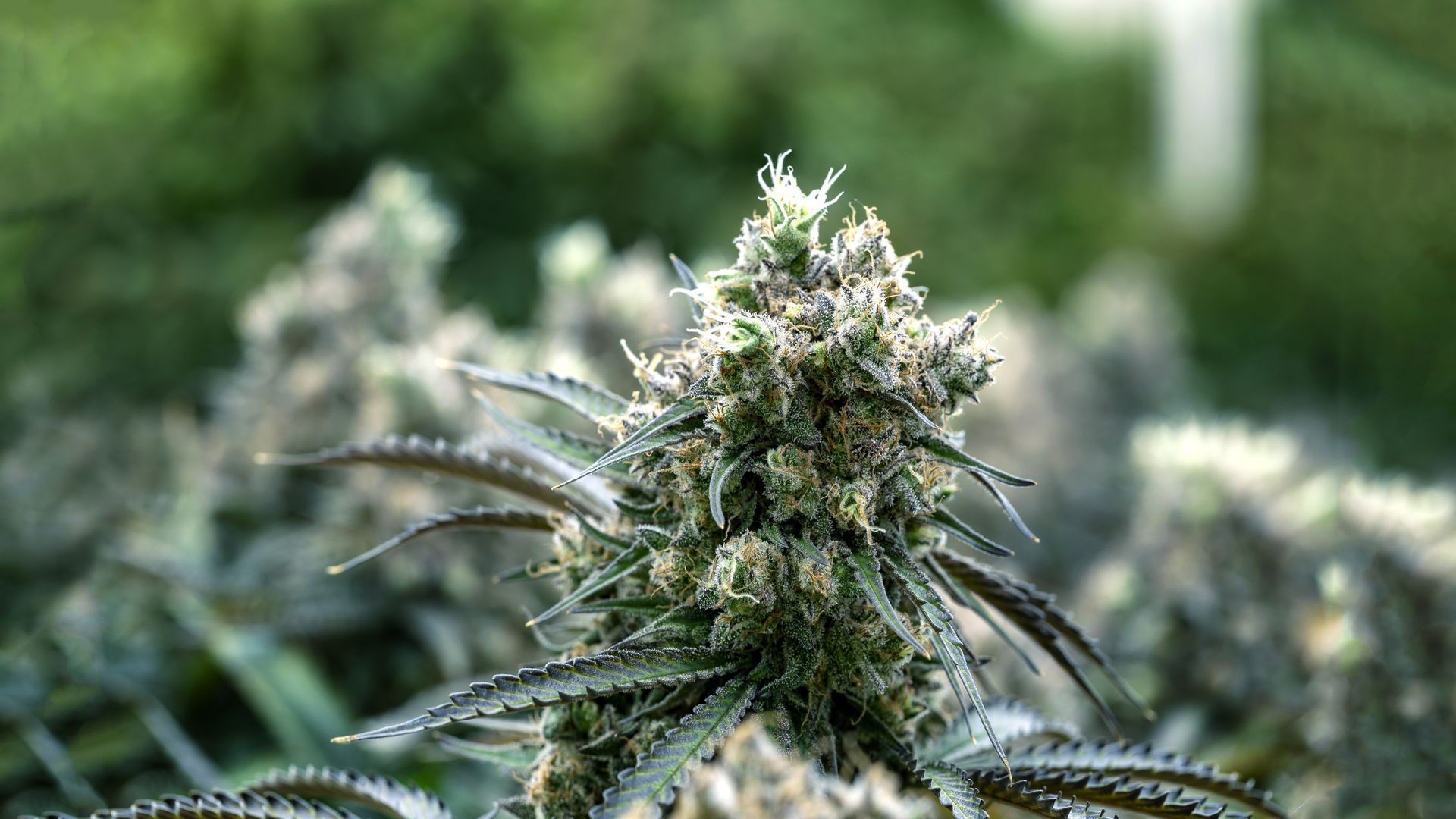 Close-up of a cannabis plant with frosty green buds and leaves in a soft-focus outdoor setting