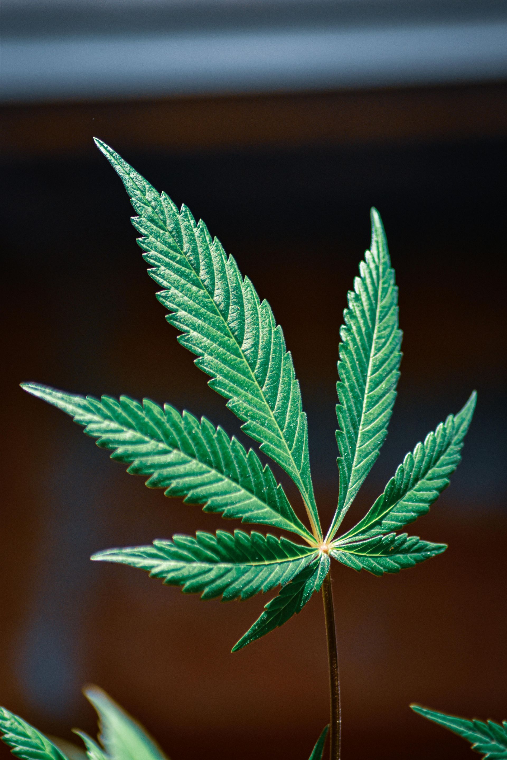 Green cannabis leaf on a blurred dark background