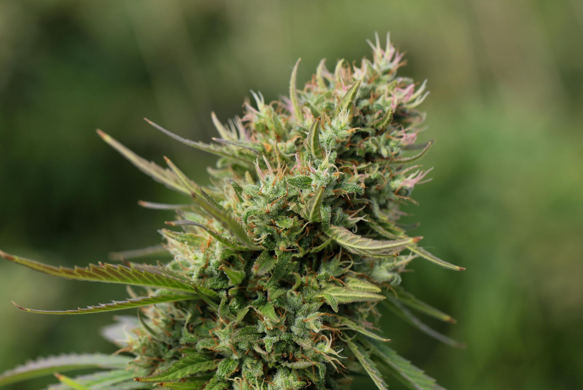 Close-up of a cannabis bud with green leaves and orange hairs against a blurred background