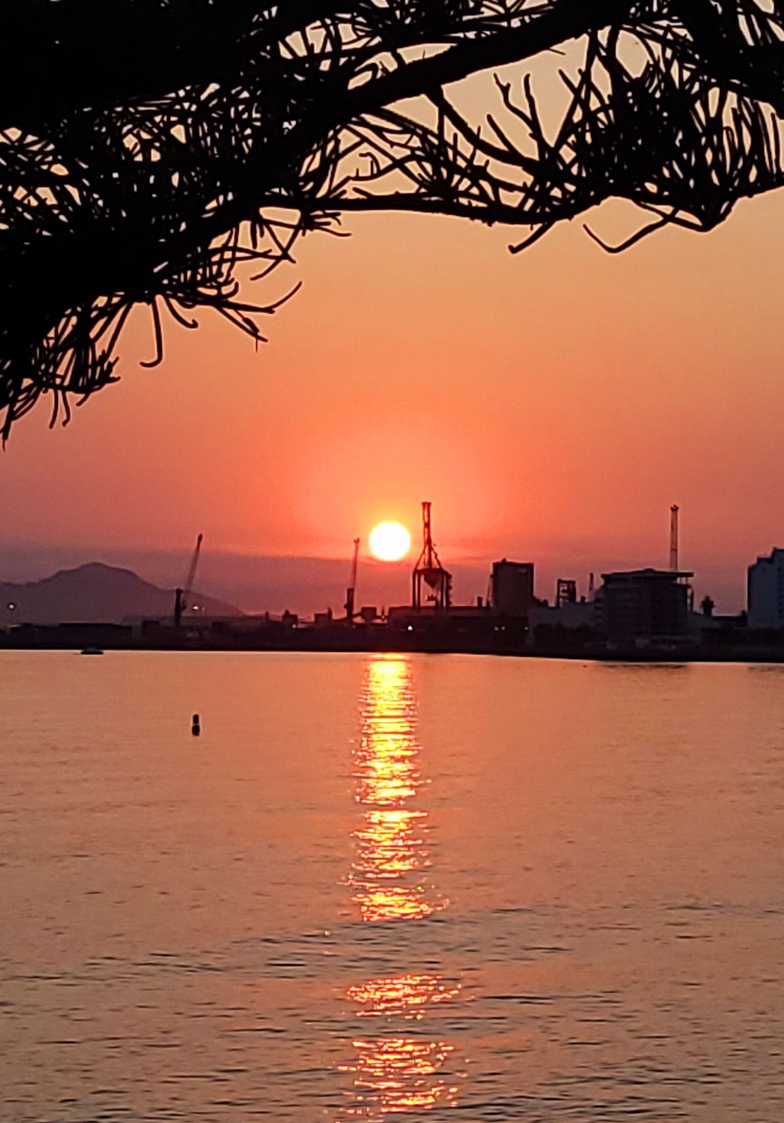 Sunset over calm water with silhouetted city skyline and tree branches framing the top