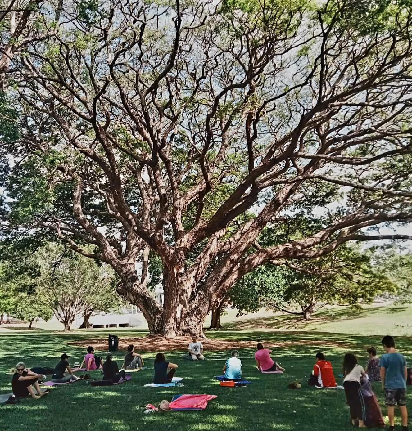 People sitting on a grassy lawn under a large spreading tree in a park — Skilful Living in North Ward, QLD
