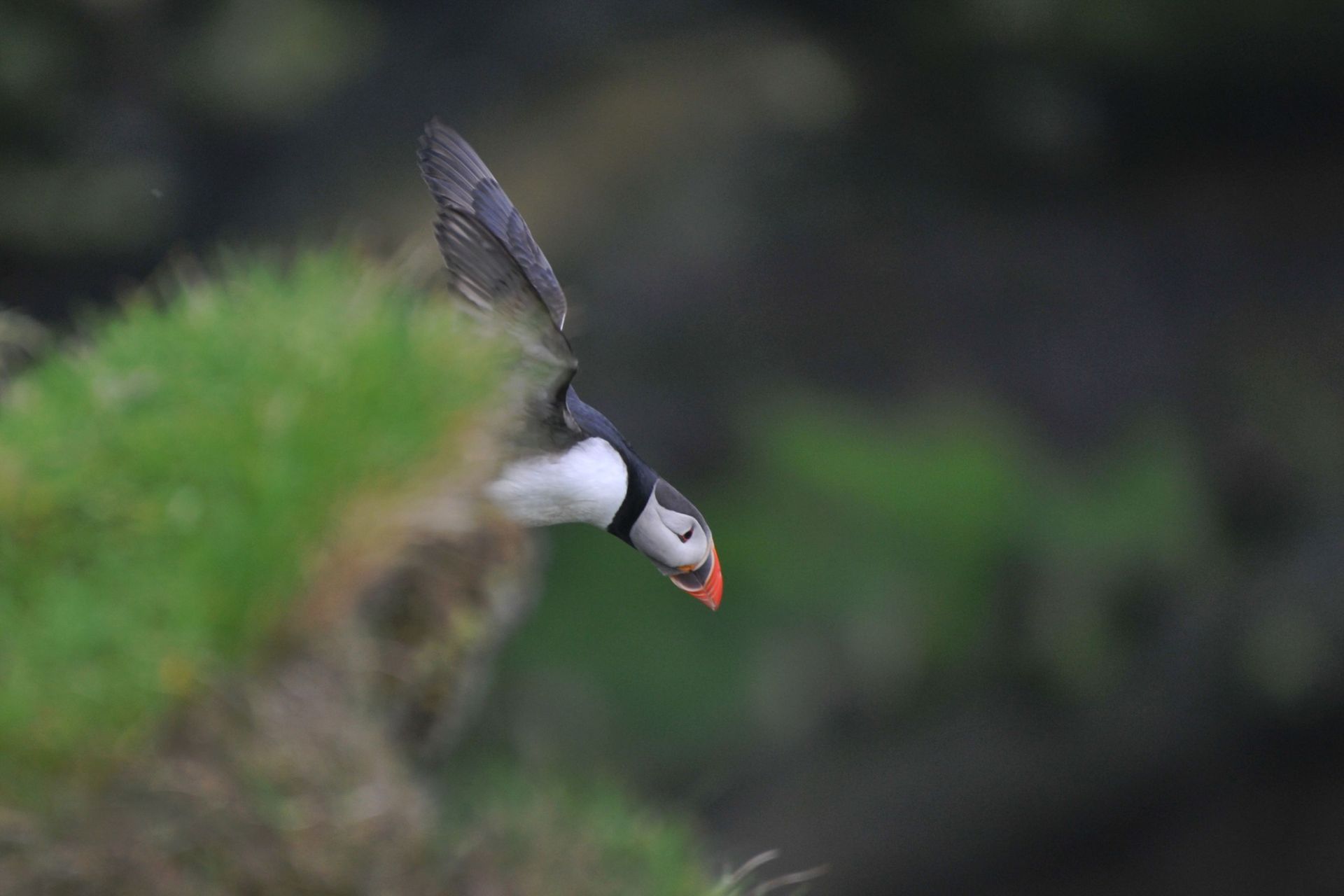 Puffin in flight over green grass with blurred dark background, carrying a small orange beak item