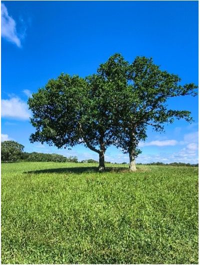 A lone green tree in a grassy field under a bright blue sky