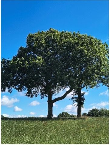 Two trees in a grassy field under a bright blue sky with clouds
