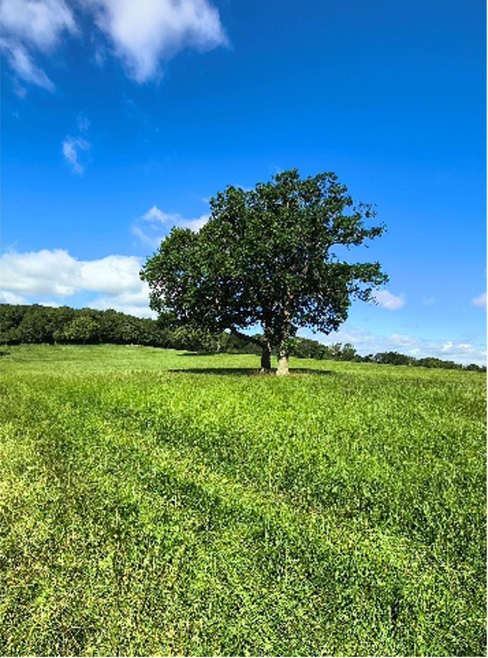 Lone tree in a green field under a bright blue sky with scattered clouds