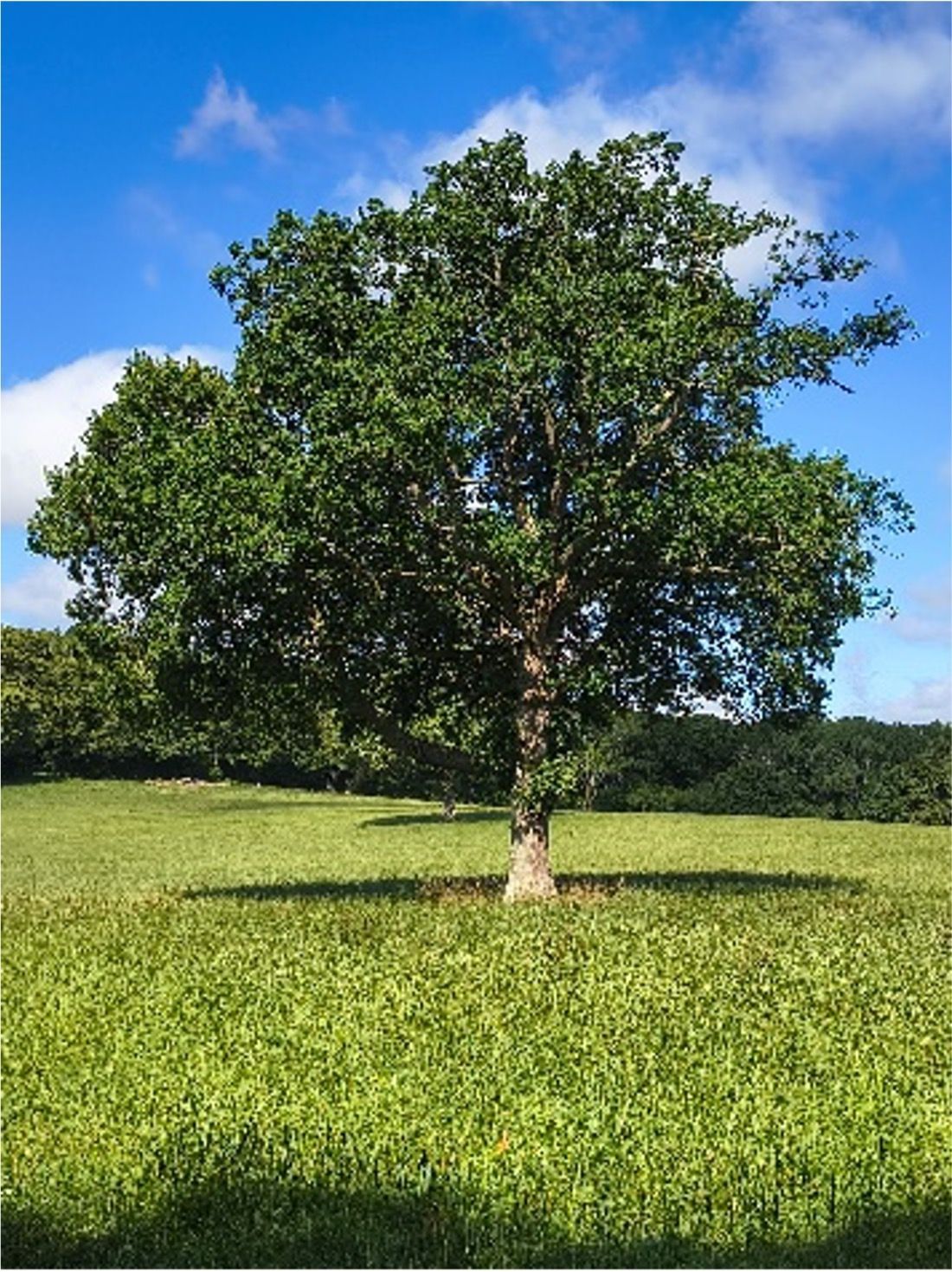 A lone green tree in a sunny grassy field under a blue sky with clouds