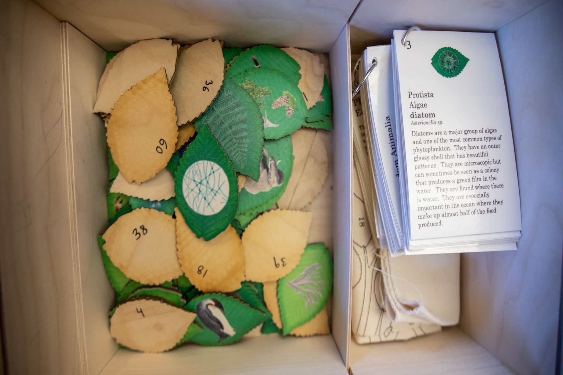 Wonder and Words: How Montessori Builds Language Through Biology