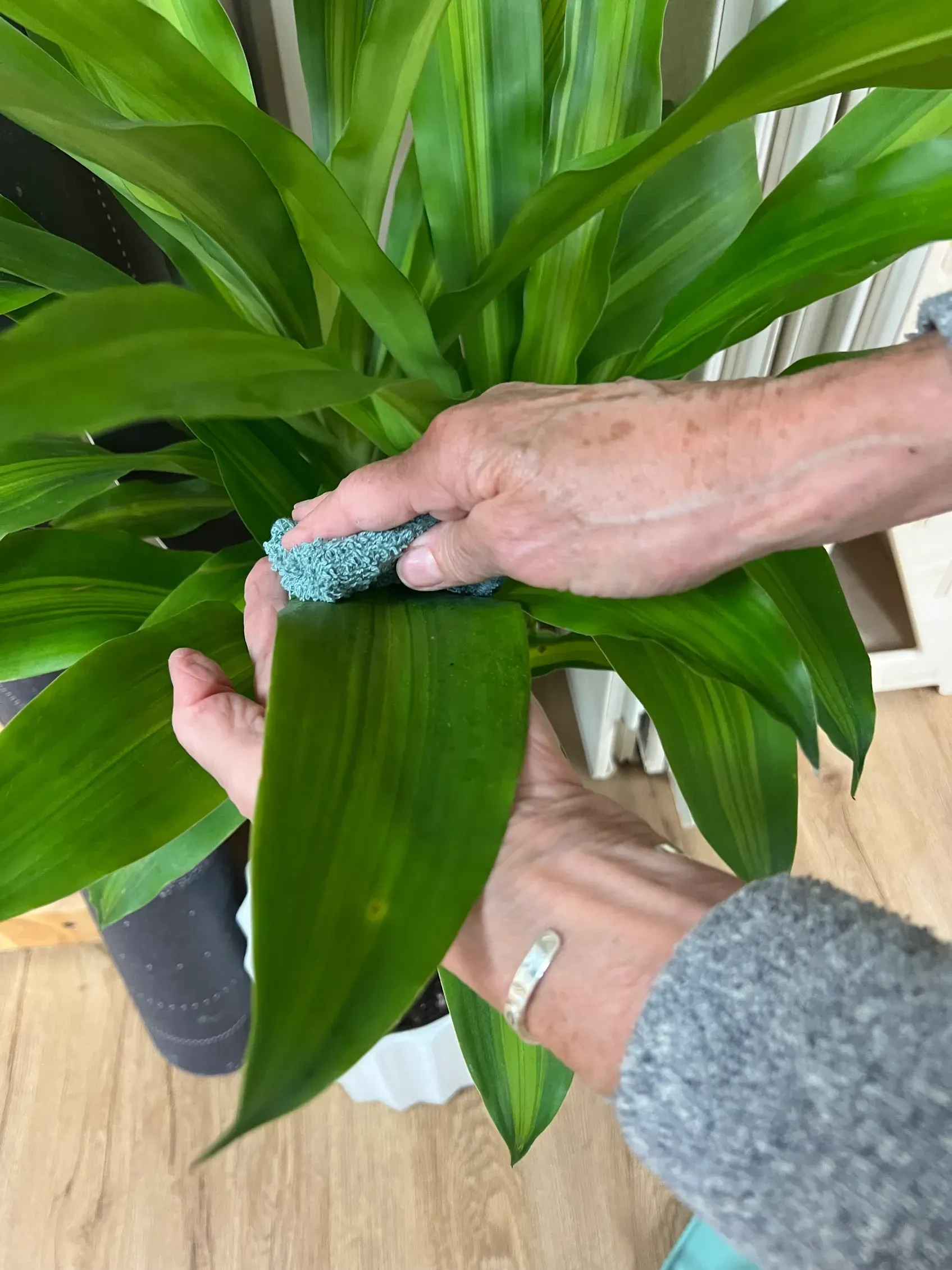 montessori guide wiping the leaves of a plant