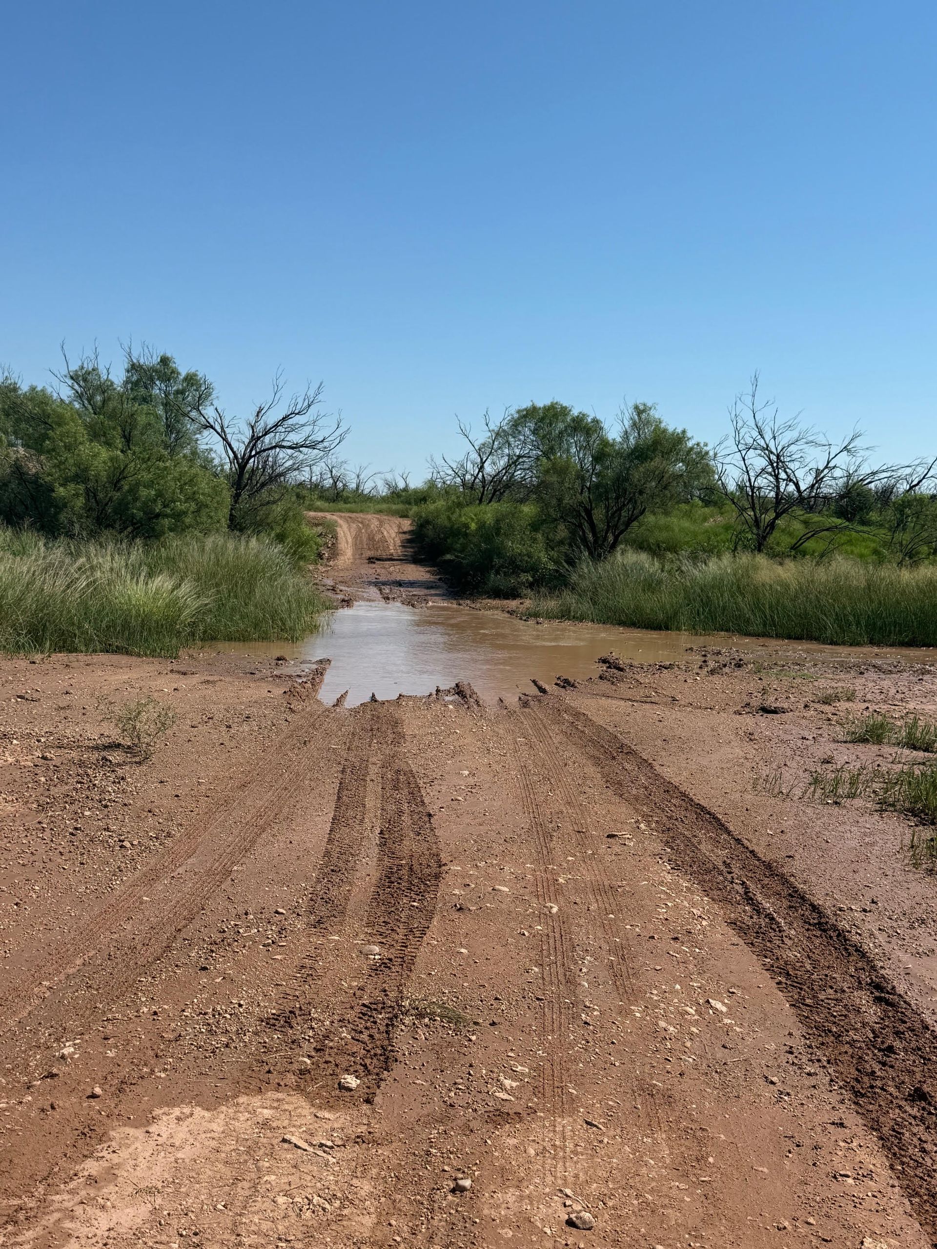Muddy dirt road with water puddle, tire tracks, green bushes, and blue sky.