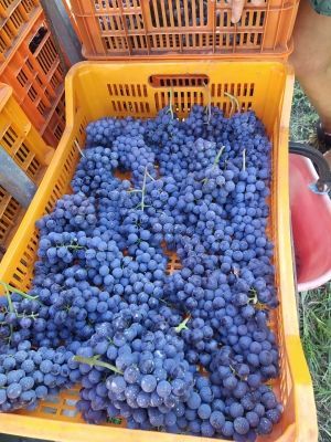Due uomini in piedi uno accanto all'altro in un campo