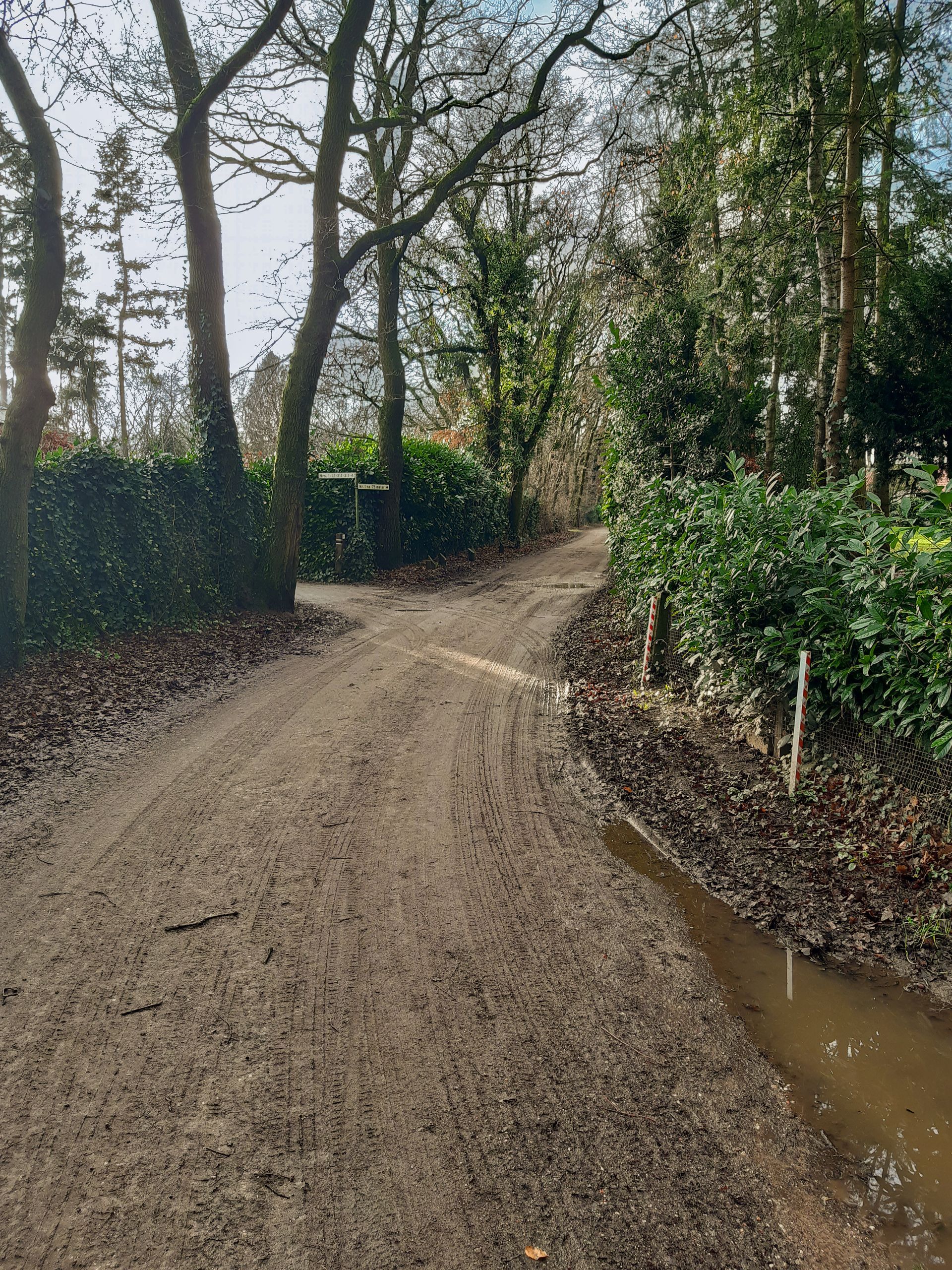 Een onverharde weg door een bos met bomen aan beide kanten